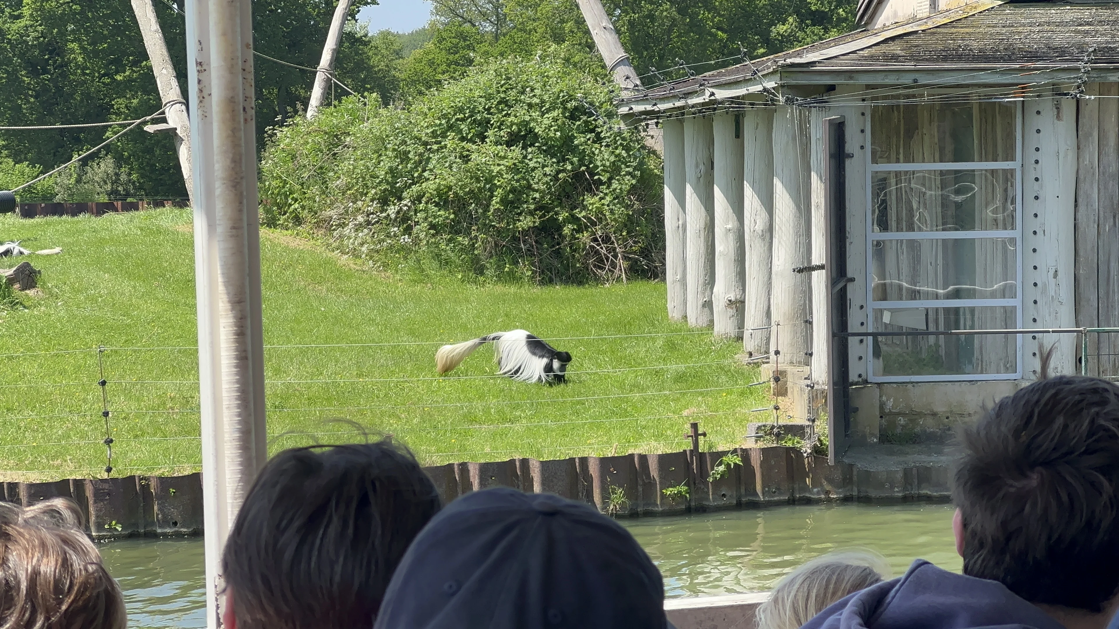 Monkey encounter at Longleat