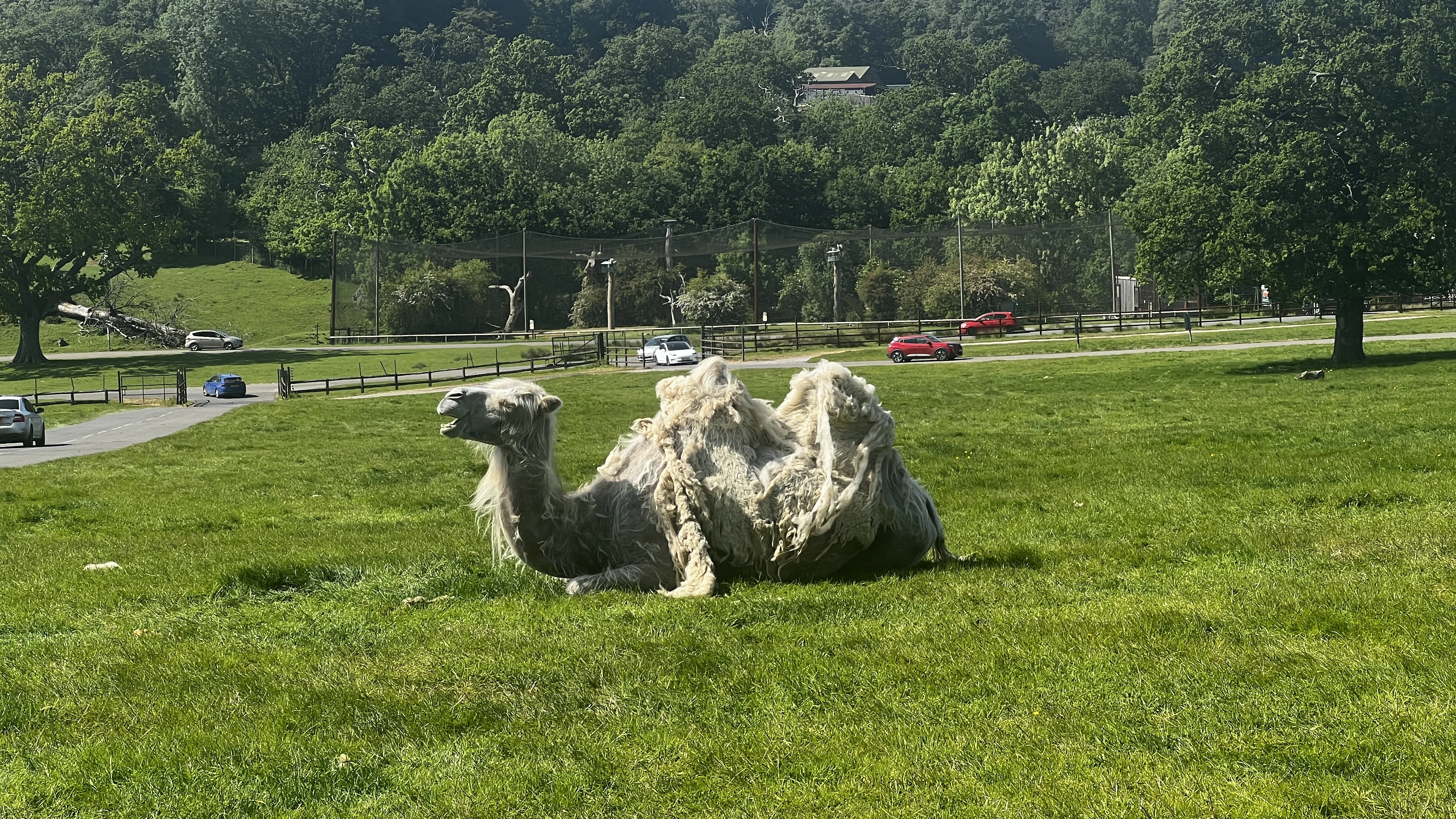 Camels at Longleat Safari Park