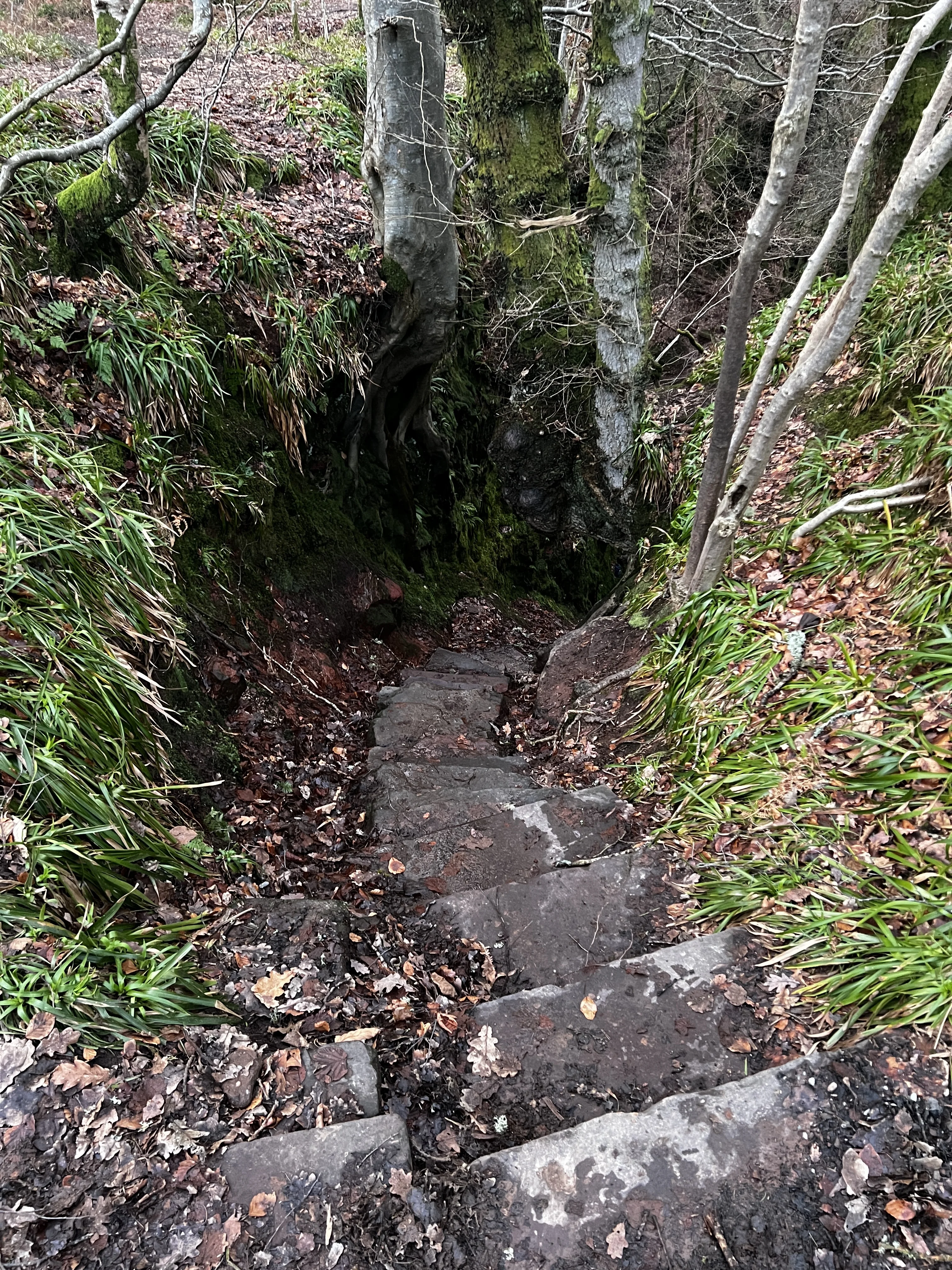 Woodland path leading toward the gorge